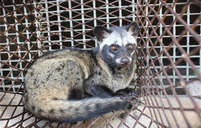 Palm civet in a wildlife farm in Dong Nai Province, Viet Nam